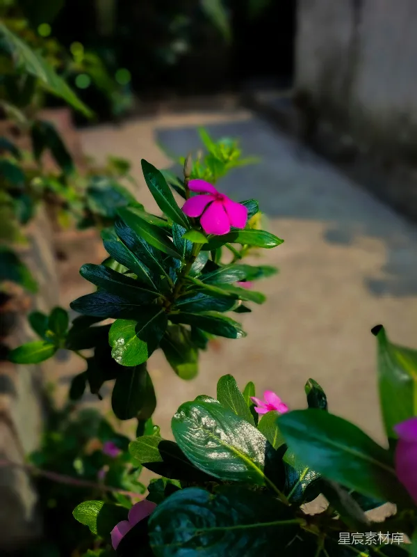 高清摄影 粉红色的长春花