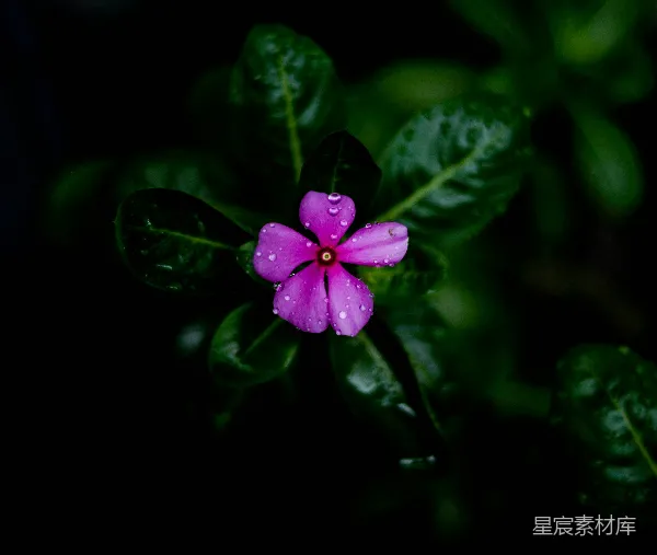 高清摄影 雨后绽放的紫色花朵