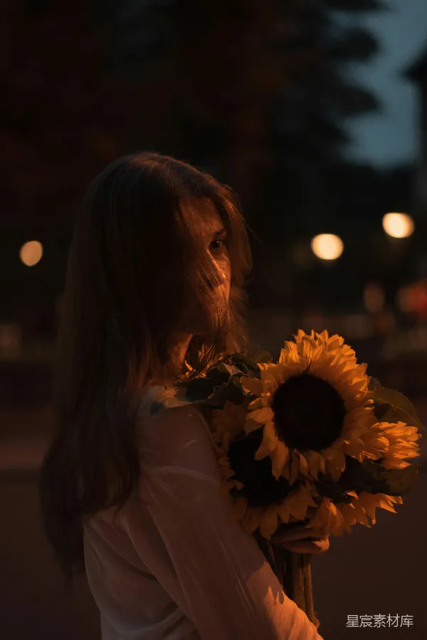 高清摄影 夜色中的向日葵