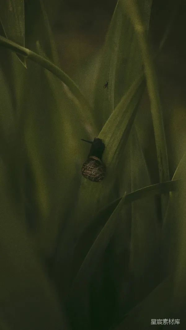高清摄影 蜗牛的晨间探索