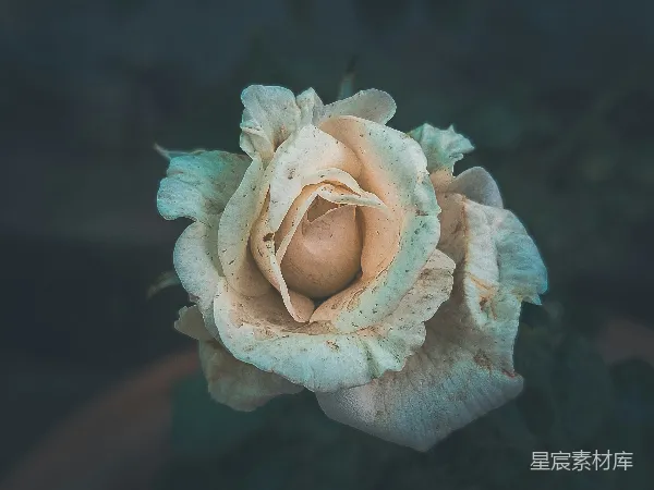 高清摄影 凋零的玫瑰