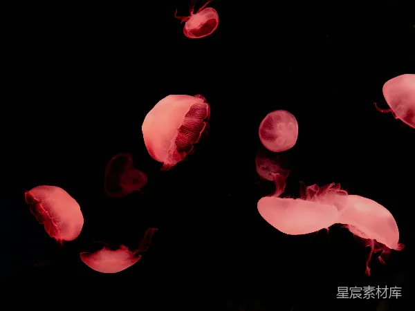 高清摄影 深海中的粉色水母