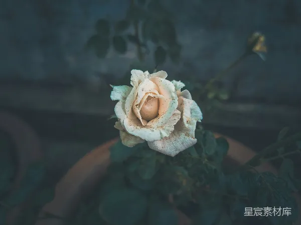 高清摄影 凋零的玫瑰花特写