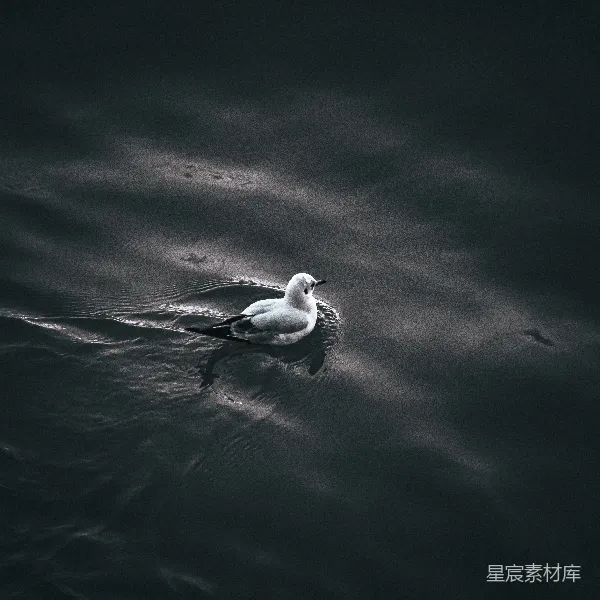 高清摄影 黑白中的宁静