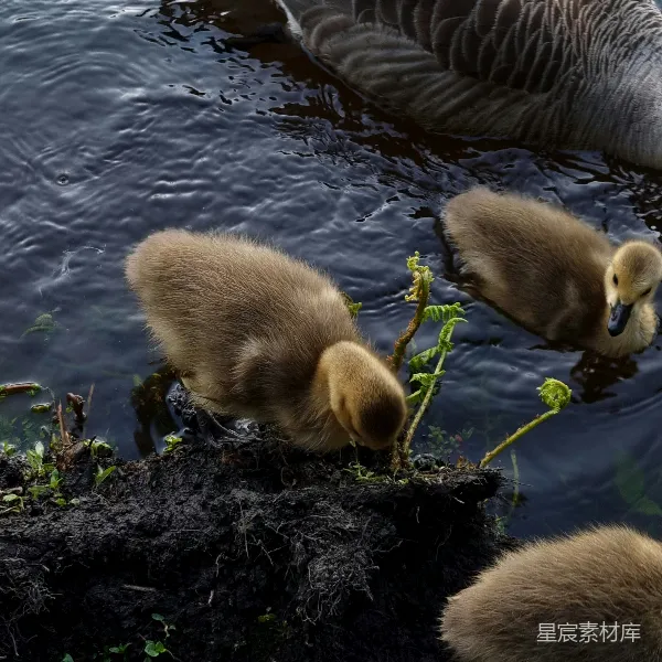 高清摄影 鹅宝宝在河边觅食
