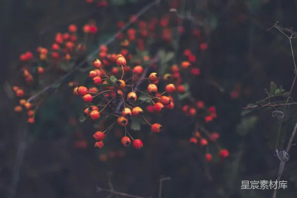 高清摄影 秋日的红果子