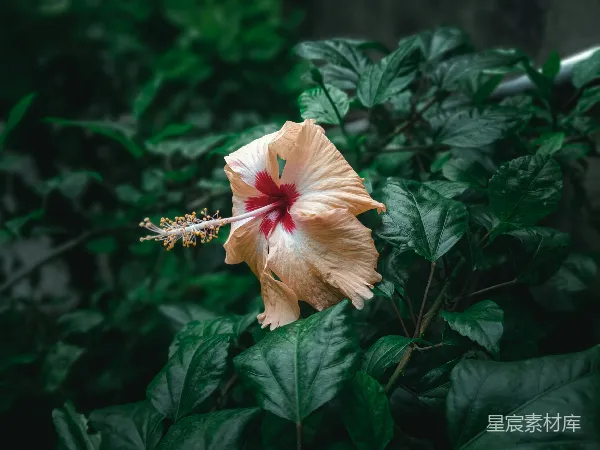高清摄影 热带风情的朱槿花