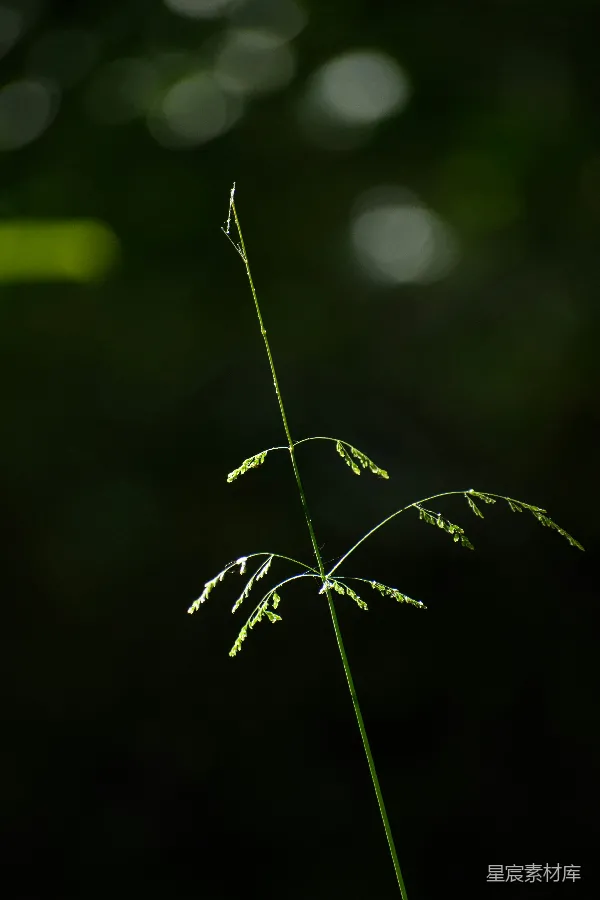 高清摄影 晨露中的草