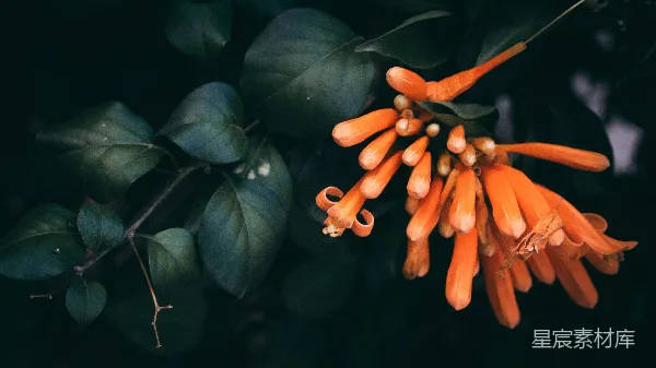 高清摄影 橙色花序与深色背景的自然之美