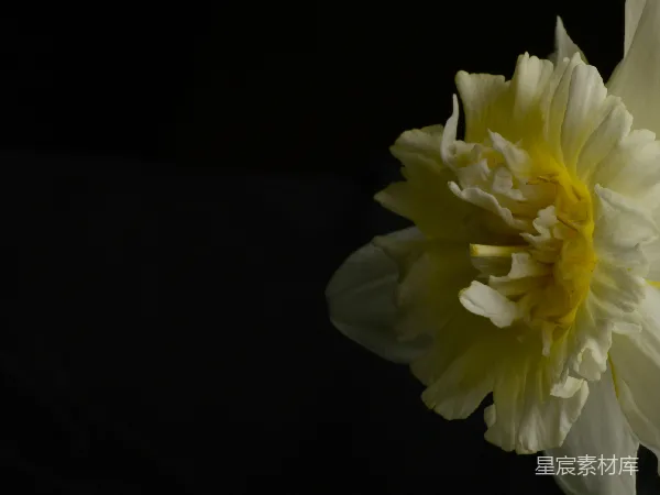高清摄影 洁白的花朵与黑色背景
