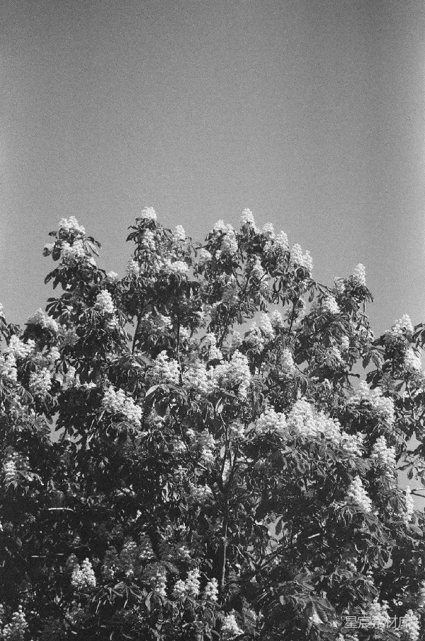 高清摄影 花开盛景