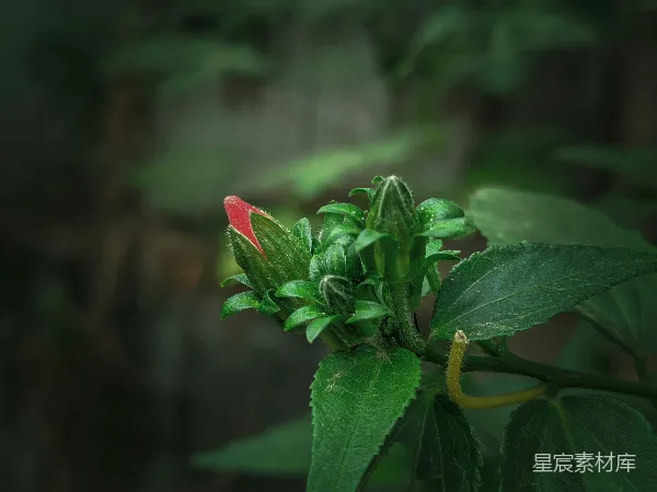 高清摄影 含苞待放的绿植