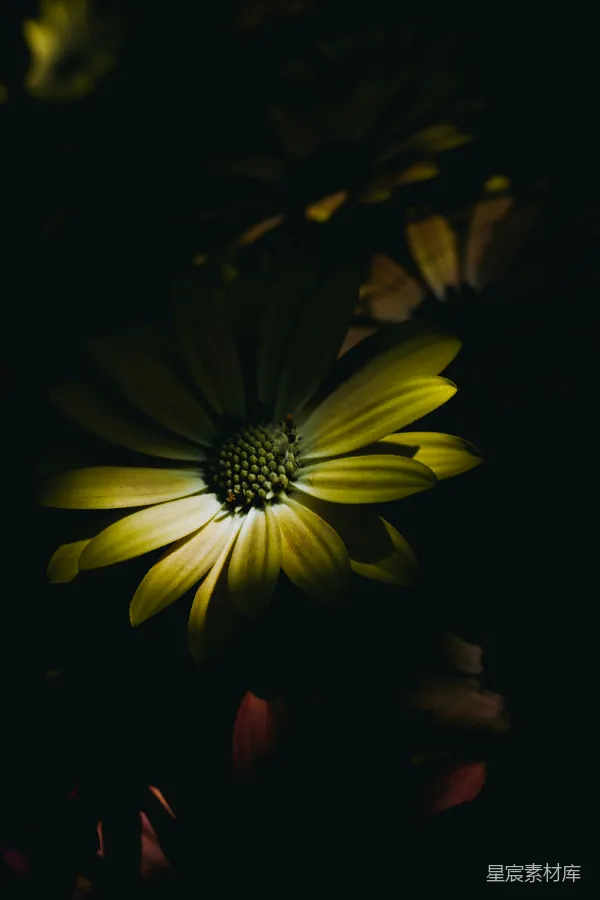 高清摄影 暗夜中的花朵