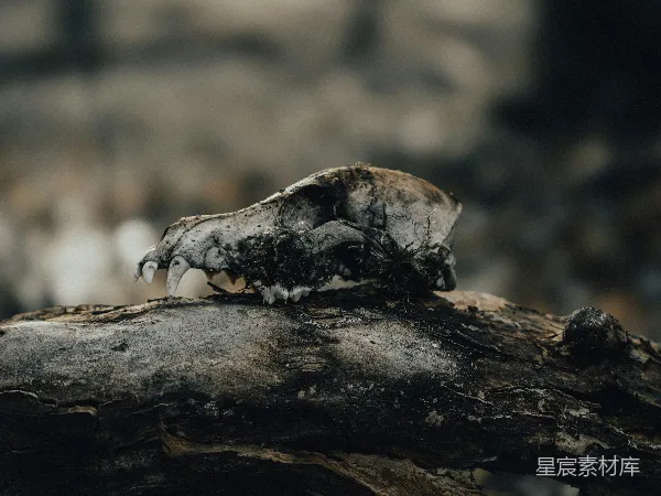 高清摄影 遗落的遗骸