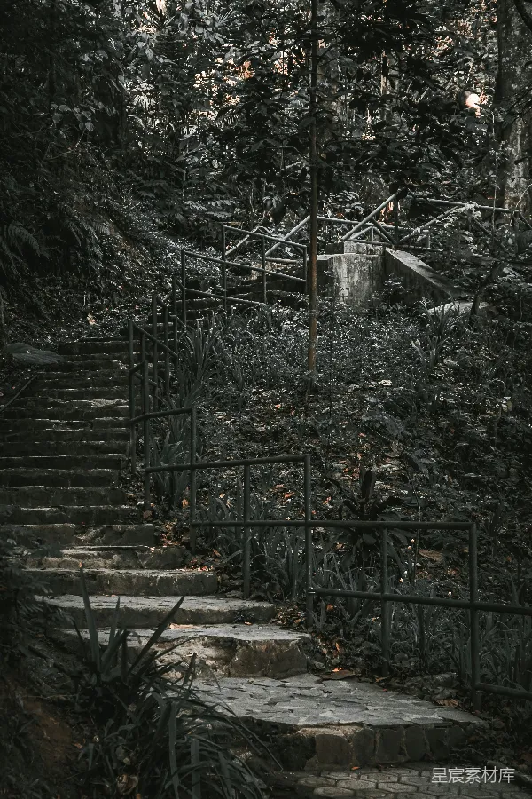 高清摄影 森林中的石阶