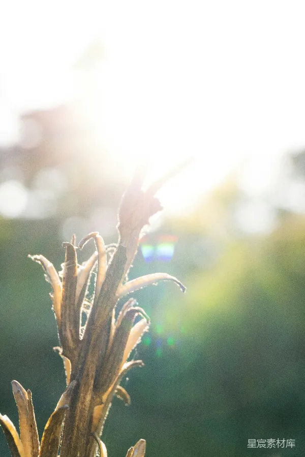 高清摄影 夕阳下的枯花