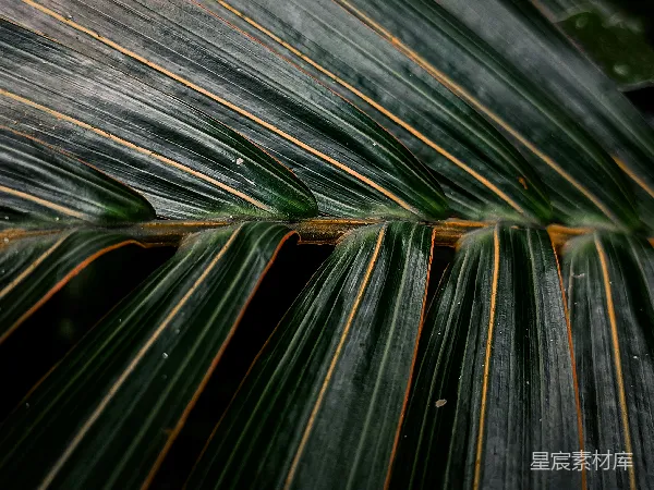 高清摄影 热带植物的纹理之美