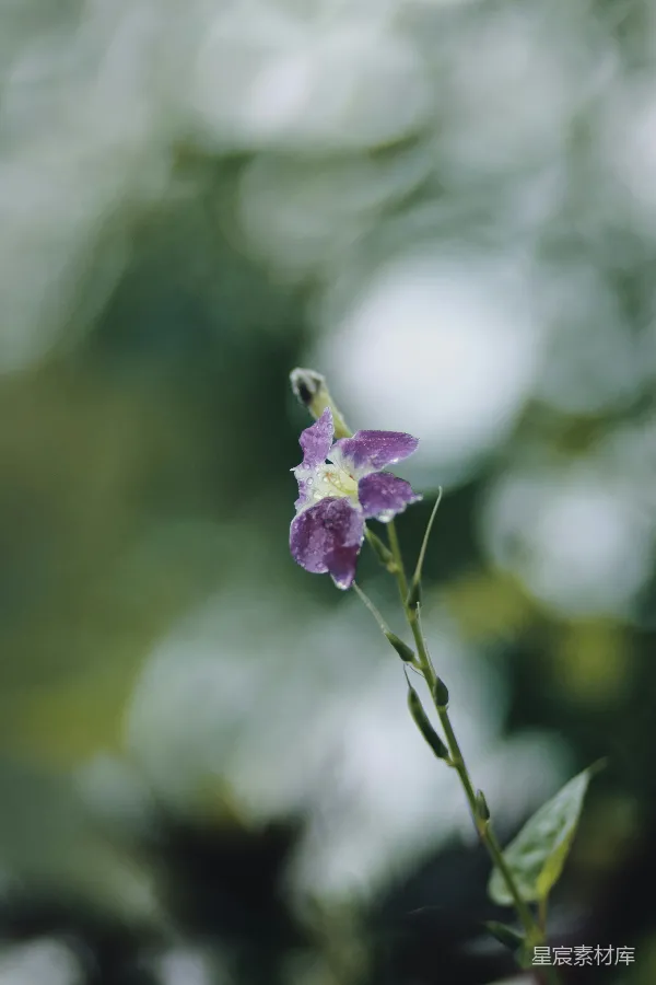 高清摄影 雨后紫色小花