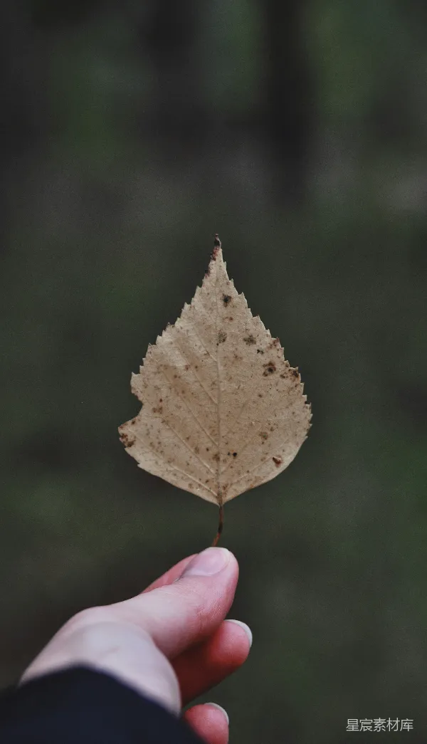 高清摄影 指尖上的秋叶