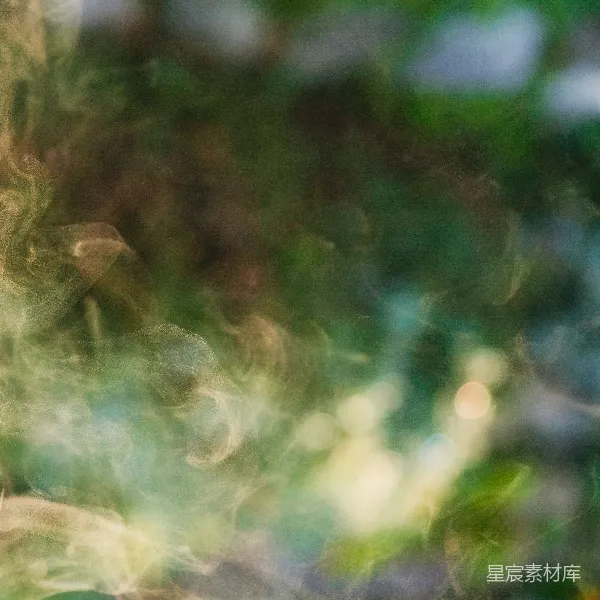 高清摄影 梦幻森林光斑