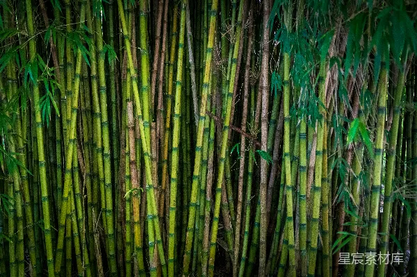 高清摄影 茂密的竹林