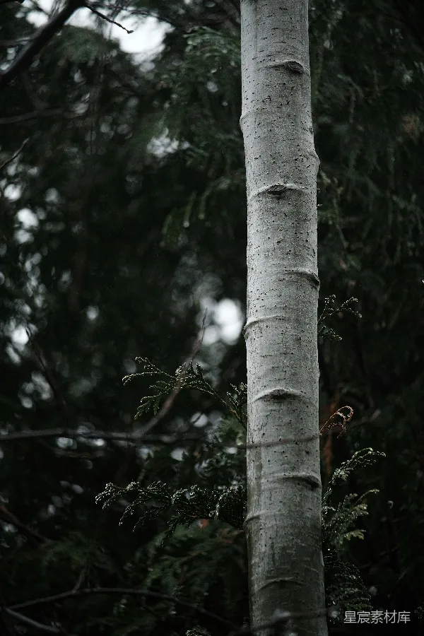 高清摄影 雨中树干