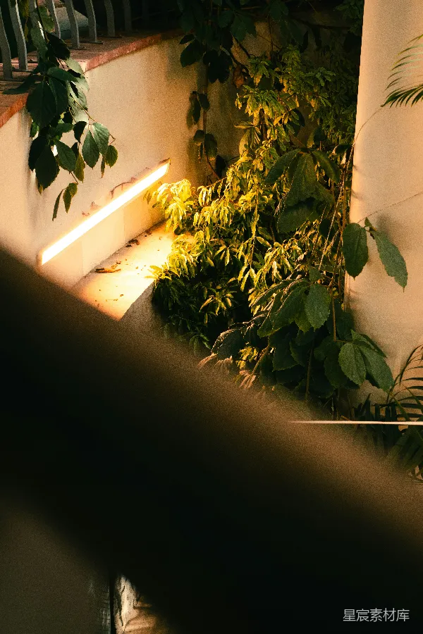 高清摄影 温暖的植物角落