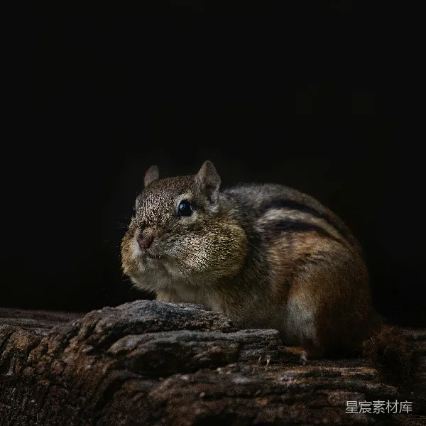 高清摄影 松鼠的宁静时刻