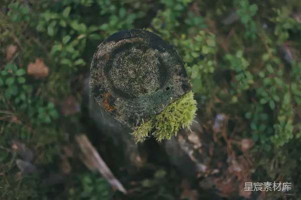 高清摄影 苔藓覆盖的树桩