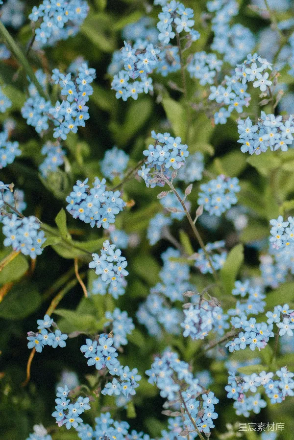 高清摄影 淡雅蓝花：勿忘我