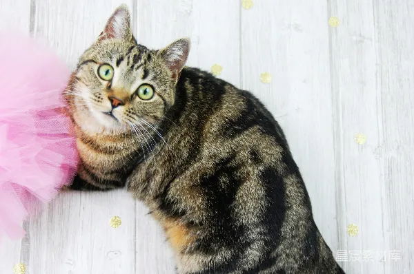 高清摄影 萌宠：穿粉色纱裙的小猫