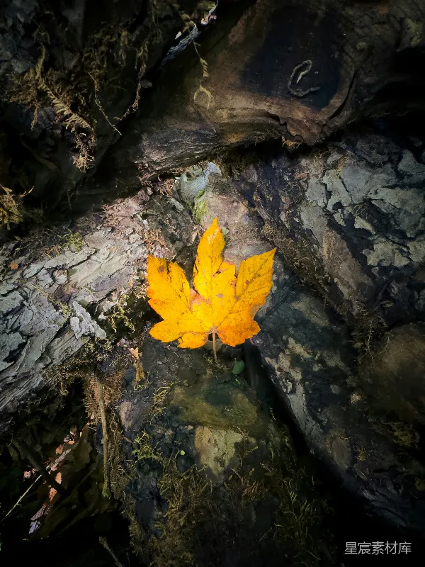 高清摄影 秋叶静谧