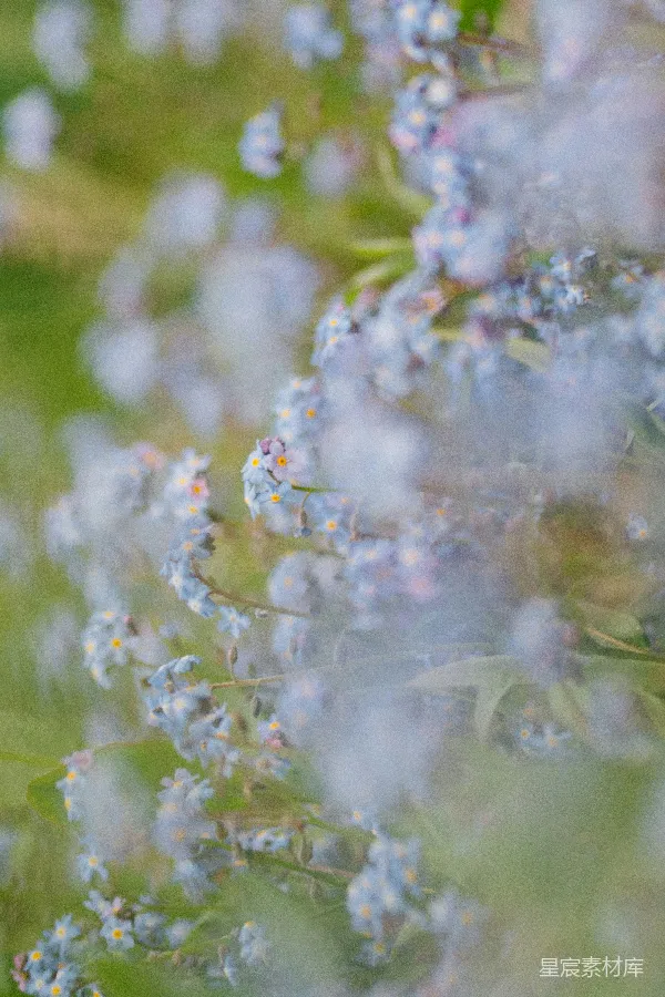 高清摄影 雾中蓝花
