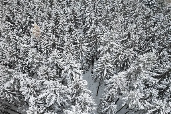 高清摄影 冬日雪景中的松树林