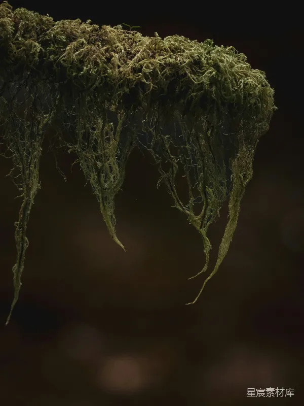 高清摄影 悬挂的苔藓