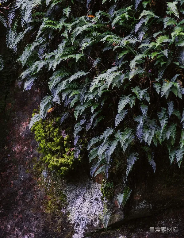 高清摄影 岩石上的蕨类植物