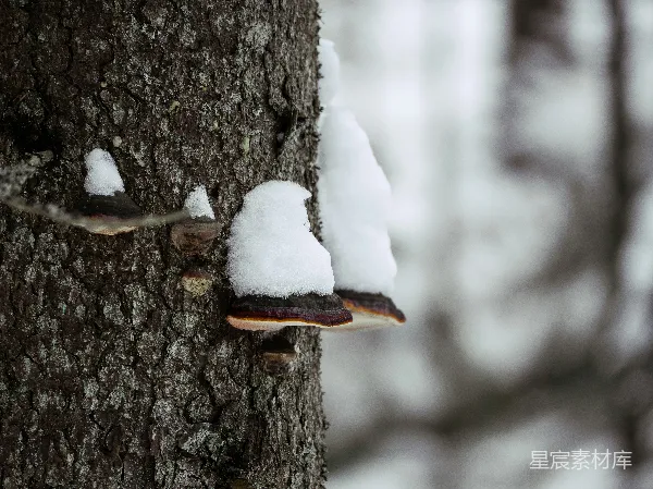 高清摄影 冬日树上的雪蘑菇