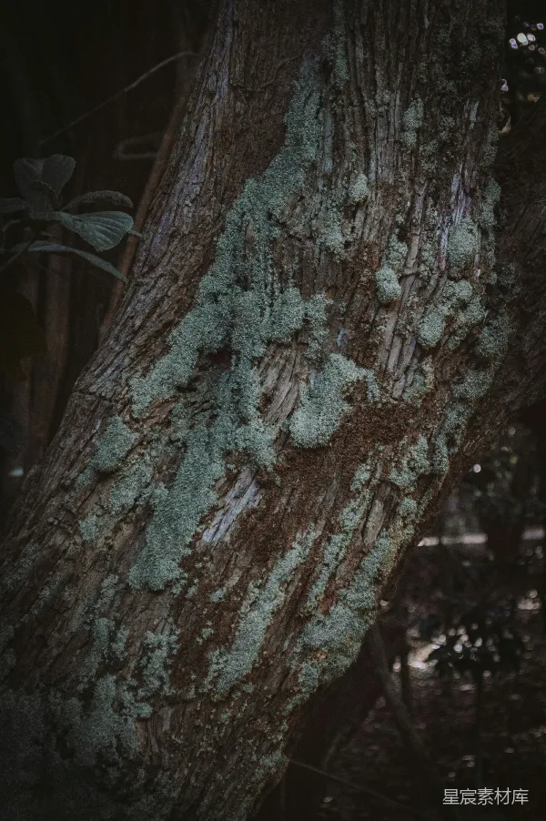 高清摄影 古老树干上的青苔心形