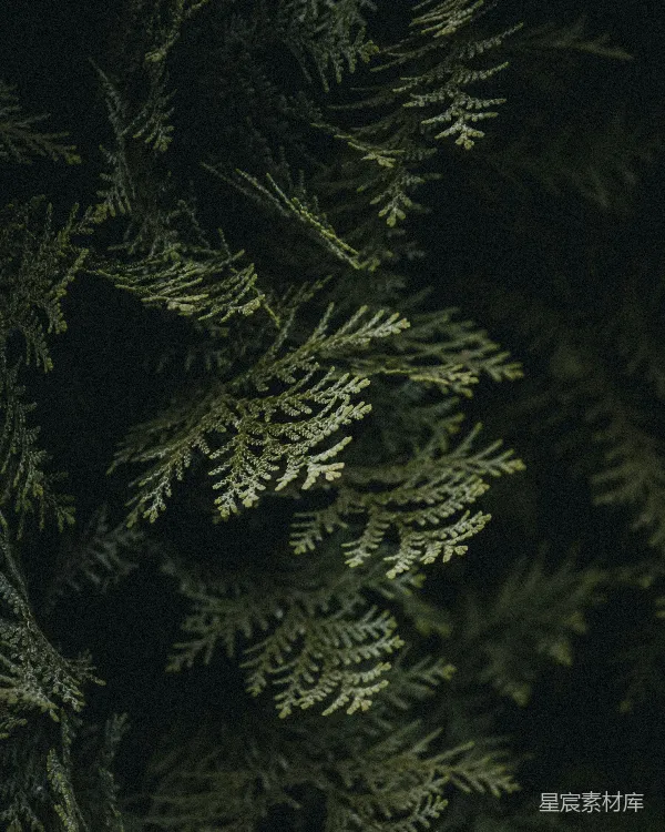 高清摄影 夜色中的松树枝