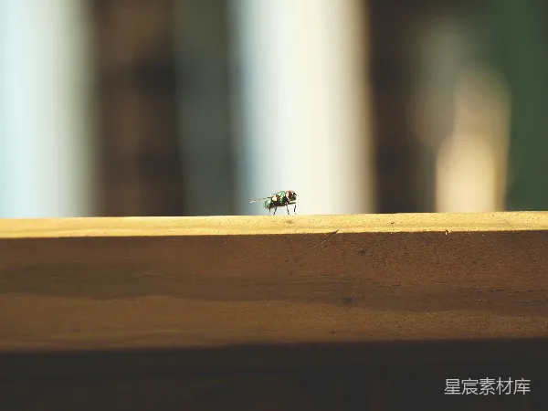 高清摄影 窗台上的一只苍蝇