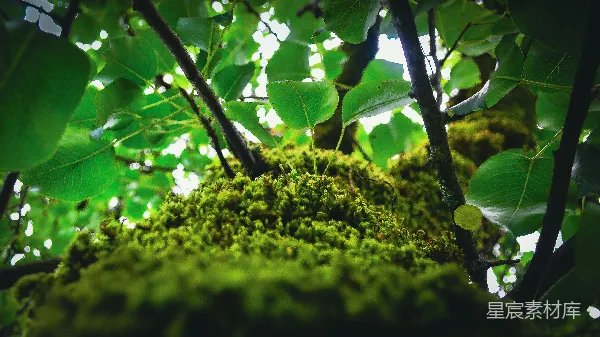 高清摄影 苔藓与阳光透过树叶的自然景象