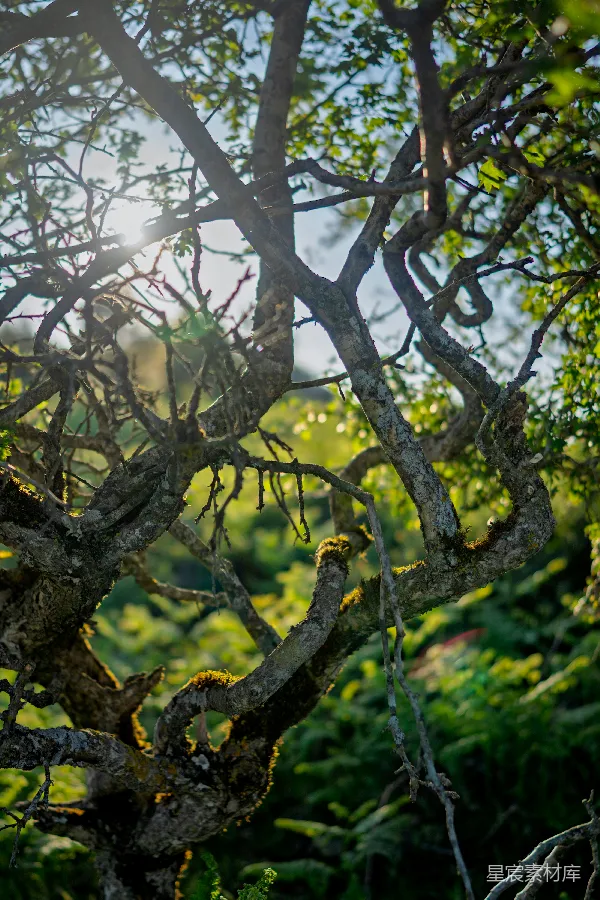 高清摄影 阳光穿透树梢的自然美景
