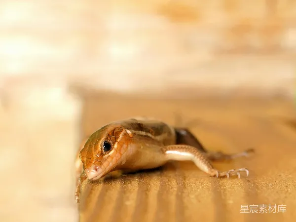 高清摄影 阳光下的蜥蜴