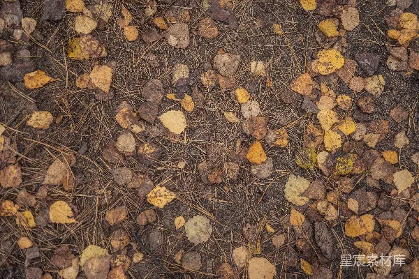 高清摄影 秋日落叶地