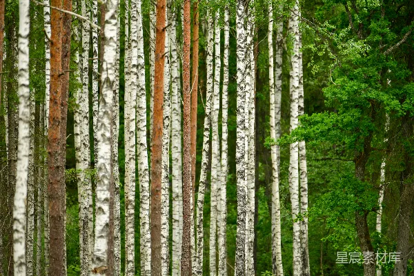 高清摄影 桦树林的宁静