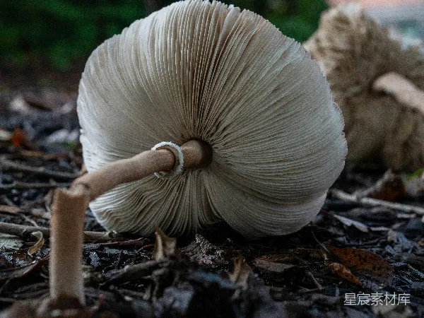 高清摄影 自然中的蘑菇