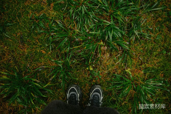 高清摄影 脚下的自然