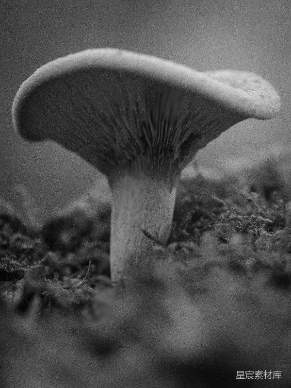 高清摄影 林中蘑菇