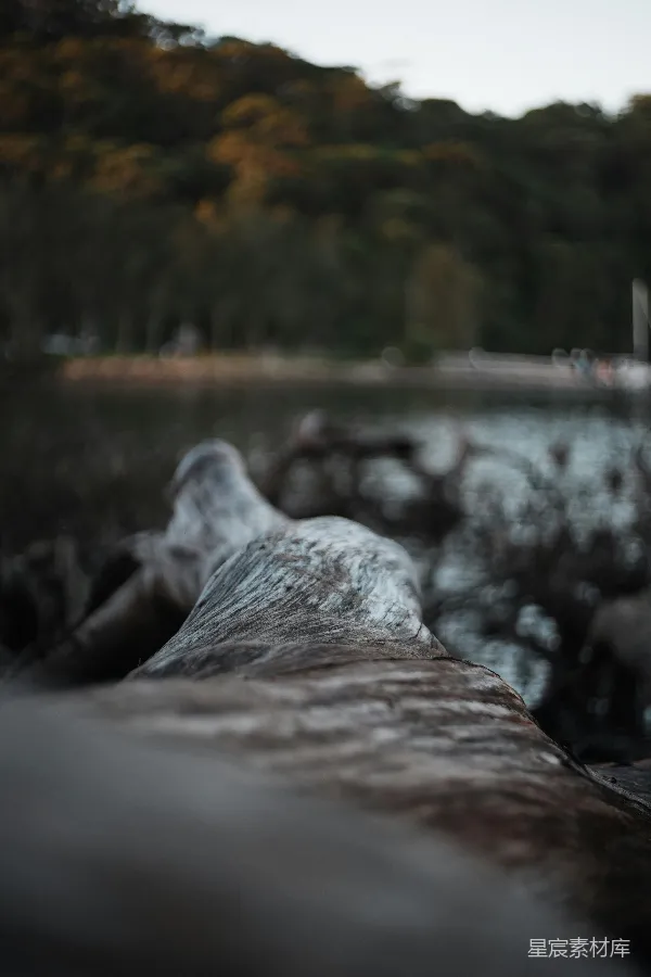 高清摄影 旧木桥上的自然风景