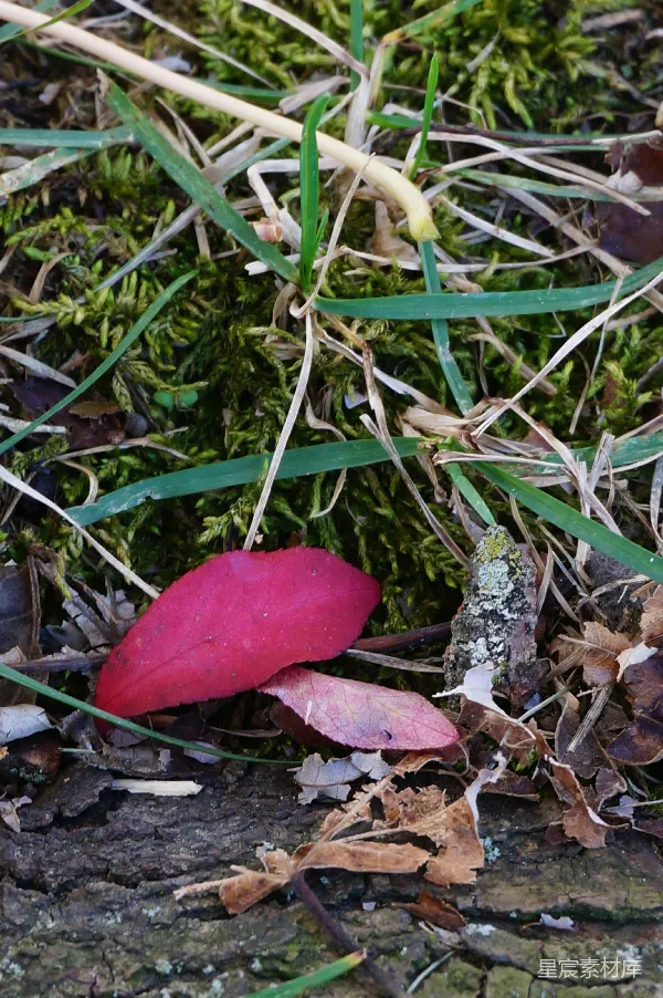高清摄影 秋叶与苔藓